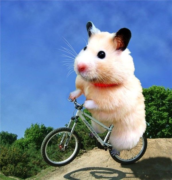 Speedy, un hamster réfléchissant a accrocher à votre vélo