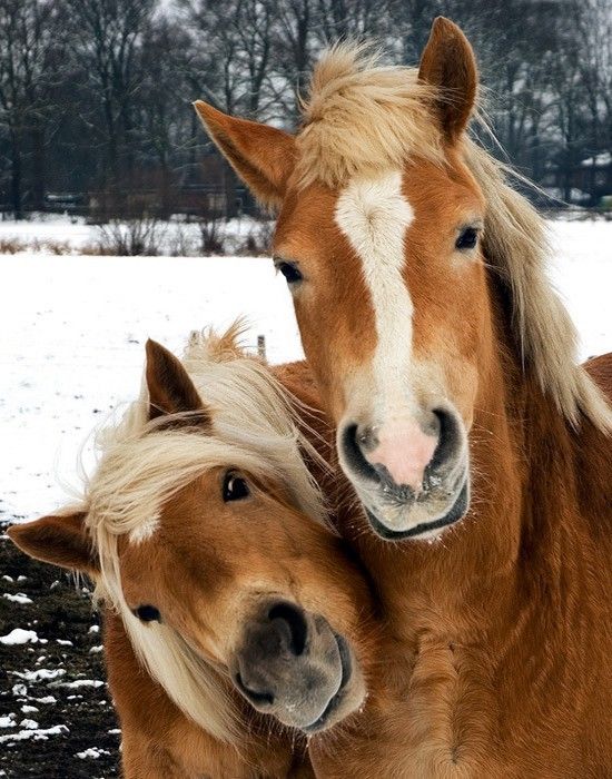 CHEVAUX