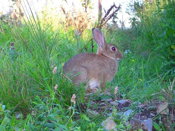LAPIN