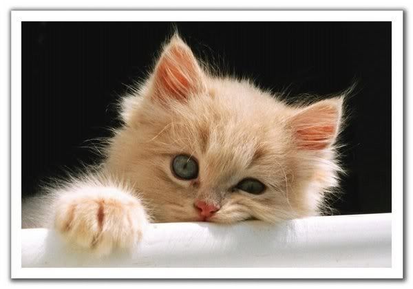CHAT