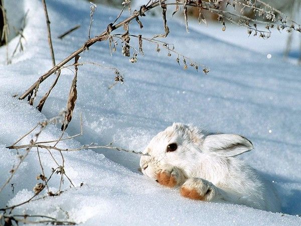 LAPIN