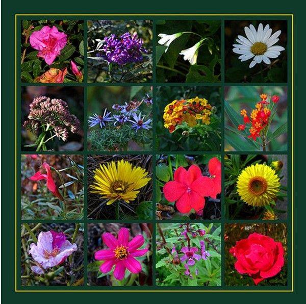 PHOTOS MOSAIC