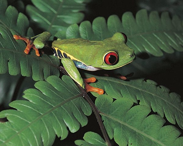GRENOUILLE