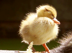 http://coxilanddu26.c.o.pic.centerblog.net/giphy_3.gif