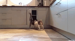http://coxilanddu26.c.o.pic.centerblog.net/tumblr_odmo1duCCU1rpplgpo1_400.gif