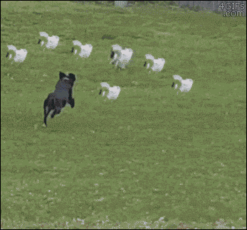 http://coxilanddu26.c.o.pic.centerblog.net/tumblr_pacx56G7fF1wtm2j2o1_400.gif